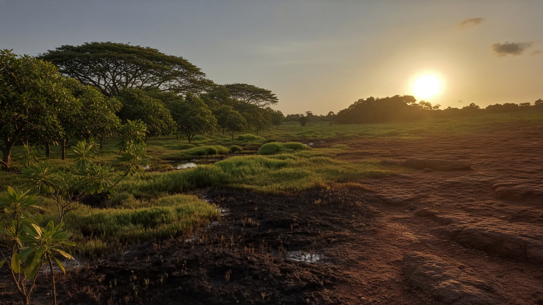 Laterite and cashew edge at Cheemeni Estate, Kasaragod